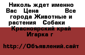 Николь ждет именно Вас › Цена ­ 25 000 - Все города Животные и растения » Собаки   . Красноярский край,Игарка г.